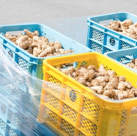 Discover Kangen Ukon DD's wild turmeric benefits with antioxidant and anti-inflammatory properties. Enhance resilience with this holistic health supplement.